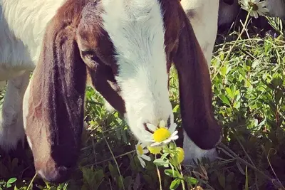 Image de Bright Basement Suite on a Goat Farm