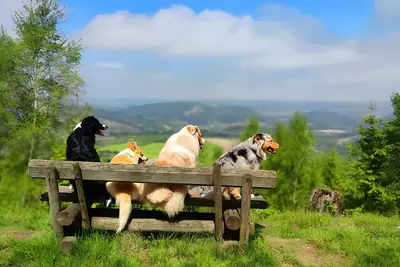 Image de Appartement Talblick avec balcon, cheminée, Wi-Fi, superbe vue et jardin commun avec maisonnette