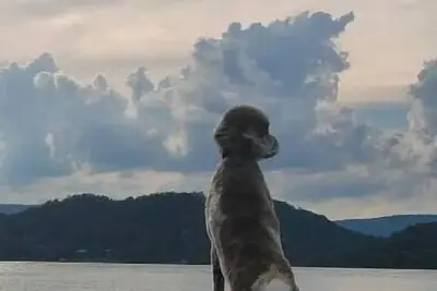 Image de Watts Bar Lake\nThe Thomas House 2489 River Rd. Kingston Tn 37763