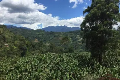 Image de Finca La Arabia Eco Cabaña ~Organic Coffee Farm