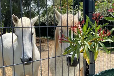 Image de Camargu’Alpilles