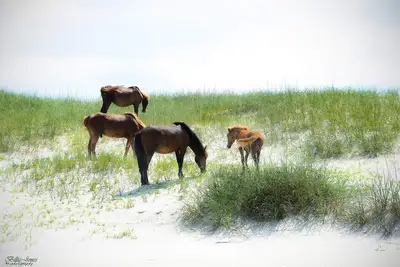 Image de Cozy 4-bedroom house with private pool, hot tub located in 4x4 section