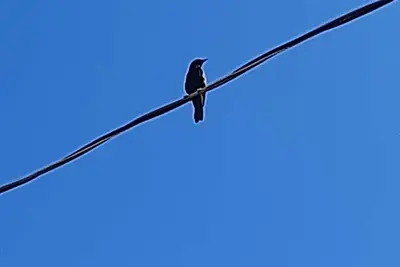 Cantar do Pássaro 🐦