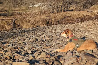 Image de Private tent camping Site#1  along the Salmon River on 165-acre Farm