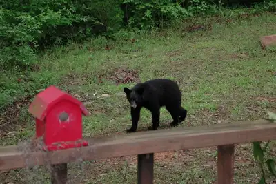 Image de Forest Get Away! Surrounded by National Forest. Beautiful home in the woods.