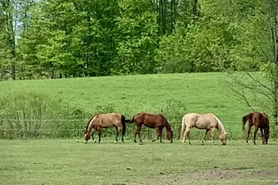 Image de Beautiful farmhouse with horses, pet friendly & close to Prince Edward County.