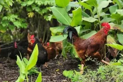 Image de Beautiful off-grid tiny home cottage #1