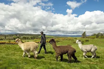 Cozy, comfortable cottage on an alpaca farm