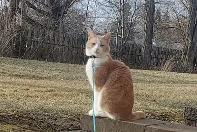 Image de Roommate, yes I'll be lurkingvabout