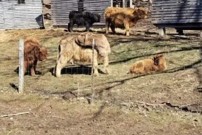 Image de Celtic Glen Farm Stay - Shaded corn cribs\n