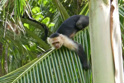 Image de Jungle Casita on Beachfront Property Near Corcovado National Park