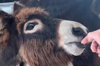 Image de Little Hacienda on the Farm 2/1 King Bed Farmstead