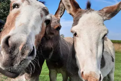 Image de Ferienwohnung Am Eselhaus, 1-4 Pers