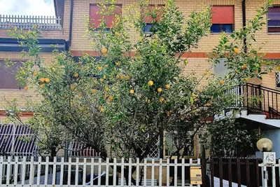 Image de Lemon Tree House