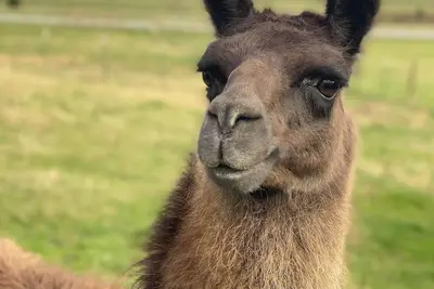 Image de Alpaca Your Bags! Unique Mountain Basecamp in Brevard- Pet Friendly- Wnc Cottage