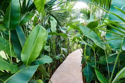 Image de Villa Tortuga lux 4 Bdr Big Gardenpool Cenote