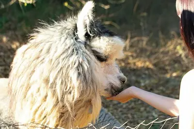 Image de Romantic Alpaca Retreat / Farmstay With Soaking Tub