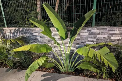 Image de Beautiful brand new jungle house