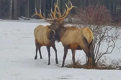 Image de Cozy House, Sleeps 14 and 12 miles to the visitor center in Benezette, Pa