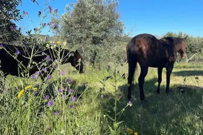 Image de Casa Grande, spacious, stylish two bedroom Casa, close to Castelo de Vide
