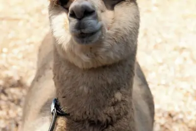 Image de Blue Mountains Urban Farm Stay near Sydney at Clear View Farm (up to 5 guests)