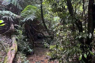 Image de Log Cabin Off Grid, fire place, balconies/library/ Rain forrest, walk, swim.