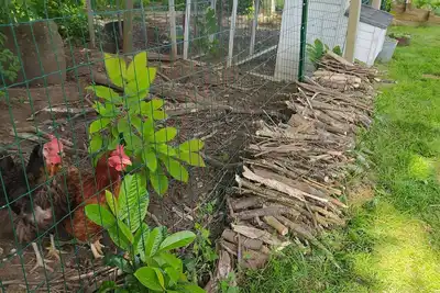 Image de Maison Avec Grand Jardin Clos, Entre Terre et Mer, au Calme, Proche de Lorient