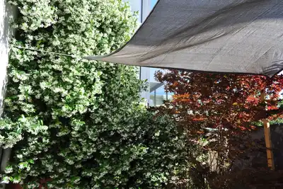 Image de L'érable 1