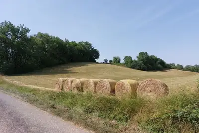 Image de Les Orchidées