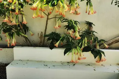 Image de Maison Magnolia Dans un Petit Village D'occitanie Entre Garrigue et Vignes