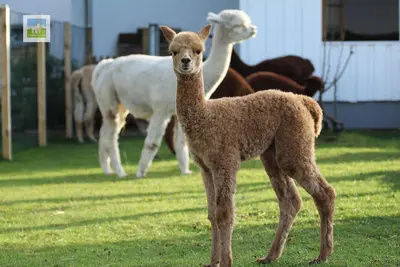Image de Gemütliche Ferienwohnung im Herzen der Eifel. Mit Anschluss an Eine Alpaka-farm!