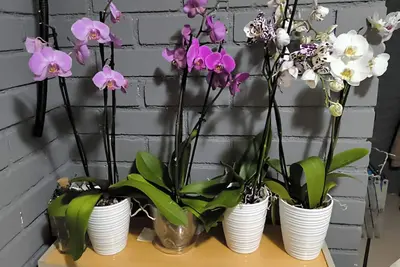 Image de Apartamento en la Playa