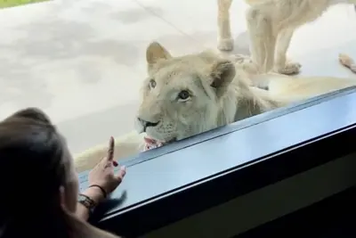 Image de Big Cat Bungalows at The Haven - Lion 4