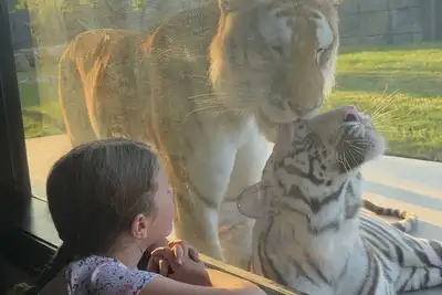 Image de Big Cat Bungalows at The Haven - Tiger 1