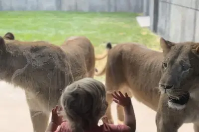 Image de Big Cat Bungalows at The Haven - Lion 2