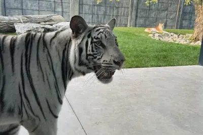 Image de Big Cat Bungalows at The Haven - Tiger 2