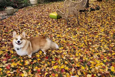 Image de Pet friendly. Park, walking track and adventure playground close by.