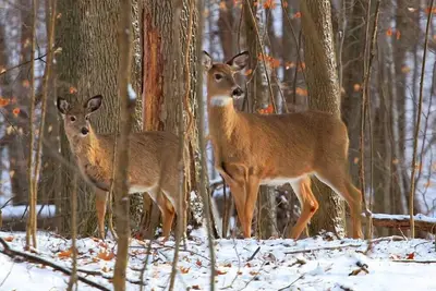 Image de Modern Chalet in the Mont Tremblant Ski Village