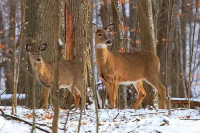 Image de Les Manoirs Tremblant: 1km to Tremblant Ski Resort