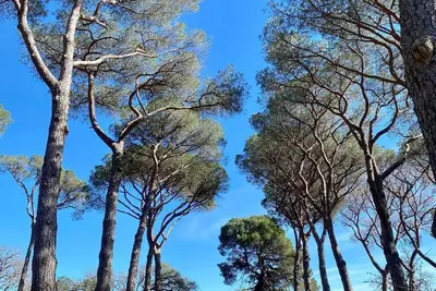 Image de Appartement de vacances Pézenas pour 1 - 2 personnes avec 1 chambre à coucher - Maison de vacances