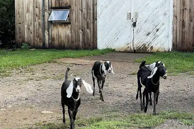 Image de Barn stay with dairy goats! Your clean cozy spot in the barn is waiting for you