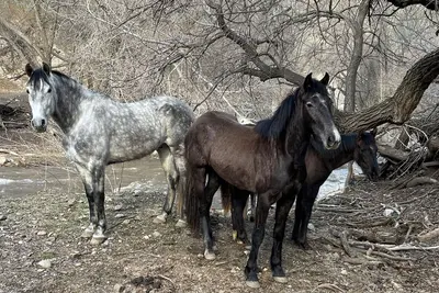 Image de Cozy Rv with 2 bedrooms and WiFi, Ac in Pleasant Caliente with creek access