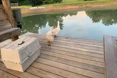 Image de Cozy 4-bedroom barn with Ac and WiFi in lovely Ragland. Unwind and enjoy.