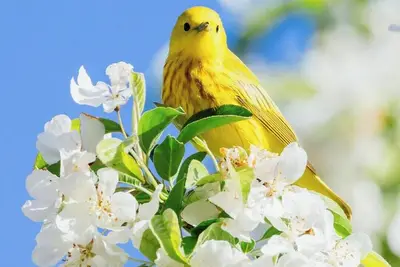 Image de Theme Parks, Shops, And Beaches In Carlsbad