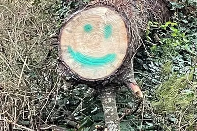 Image de Glebe Creek waterfront home with dock, kayaks, Sup, & lifejackets