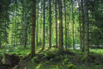 Image de 50 Amp Back in Site at Evergreen Hollow. Lots of Space. Semi-private & Secluded