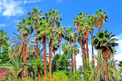 Image de Superbe Apt Vue Exceptionnelle sur les Jardins Majorelle, Rue Yves Saint Laurent