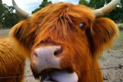 Image de Nutcrackers Lodge