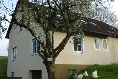 Image de White chicken from Moschendorf