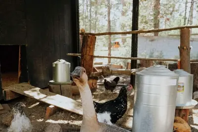 Image de Acre Cabin: Trailers Welcome, Home to Chickens!